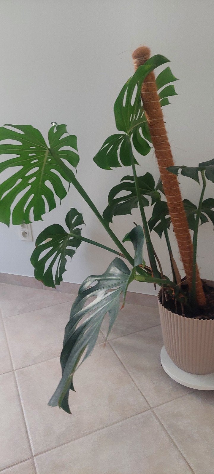 Monstera, Enlèvement