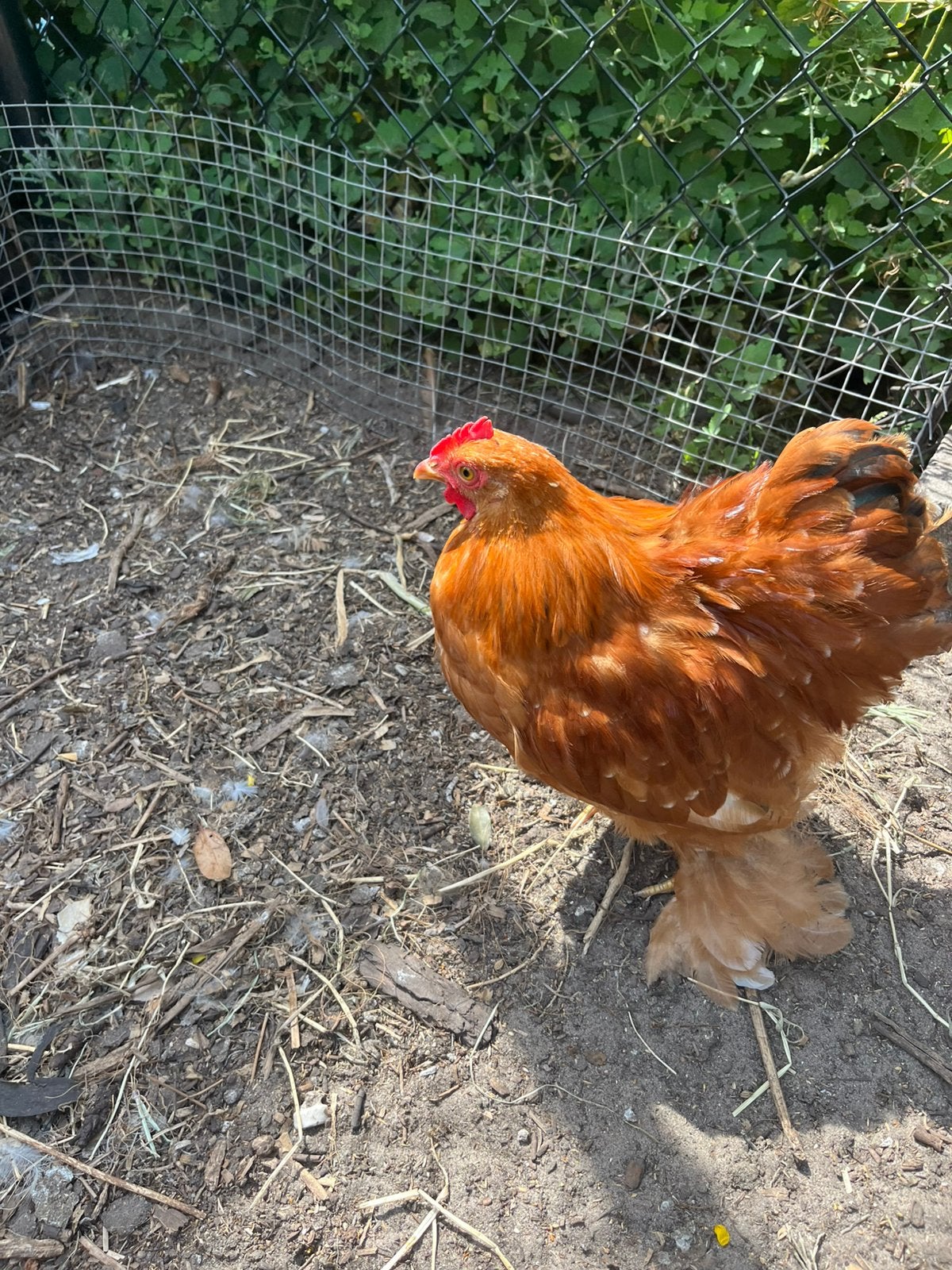 Cochin haan, Dieren en Toebehoren, Pluimvee