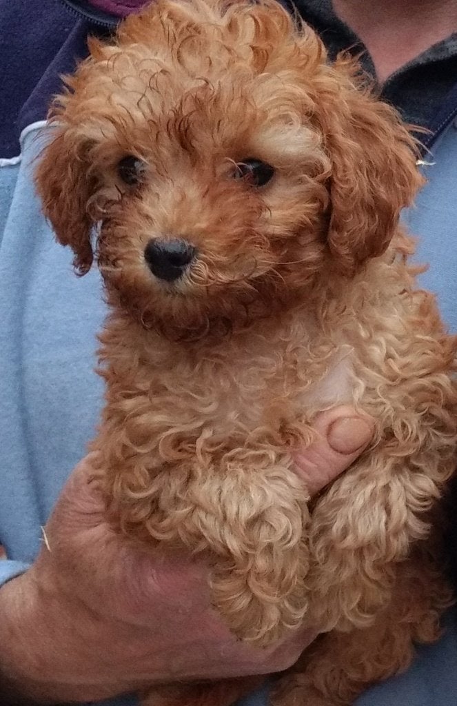 Dwergpoedel pups, Poedel, België, CDV (hondenziekte), 8 tot 15 weken