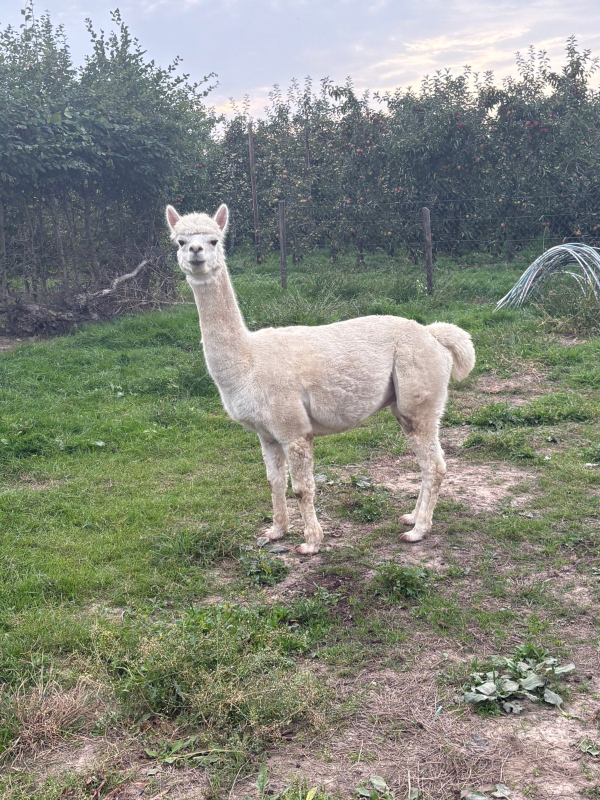 Mooie witte dekhengst alpca te koop, Dieren en Toebehoren, Januari, Mannelijk