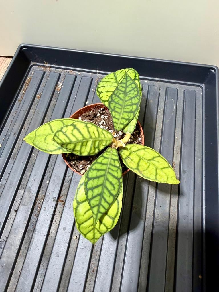 Hoya callistophylla NOID, Ophalen of Verzenden