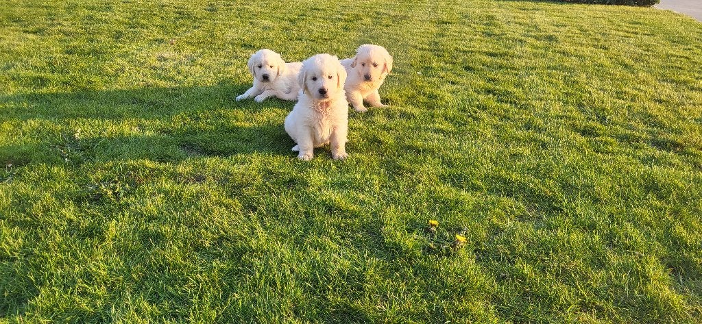 Golden Retriever pups, Animaux & Accessoires, Chiens | Retrievers, Épagneuls & Chiens d'eau, Golden retriever, Plusieurs, Hépatite contagieuse (maladie de Rubarth)