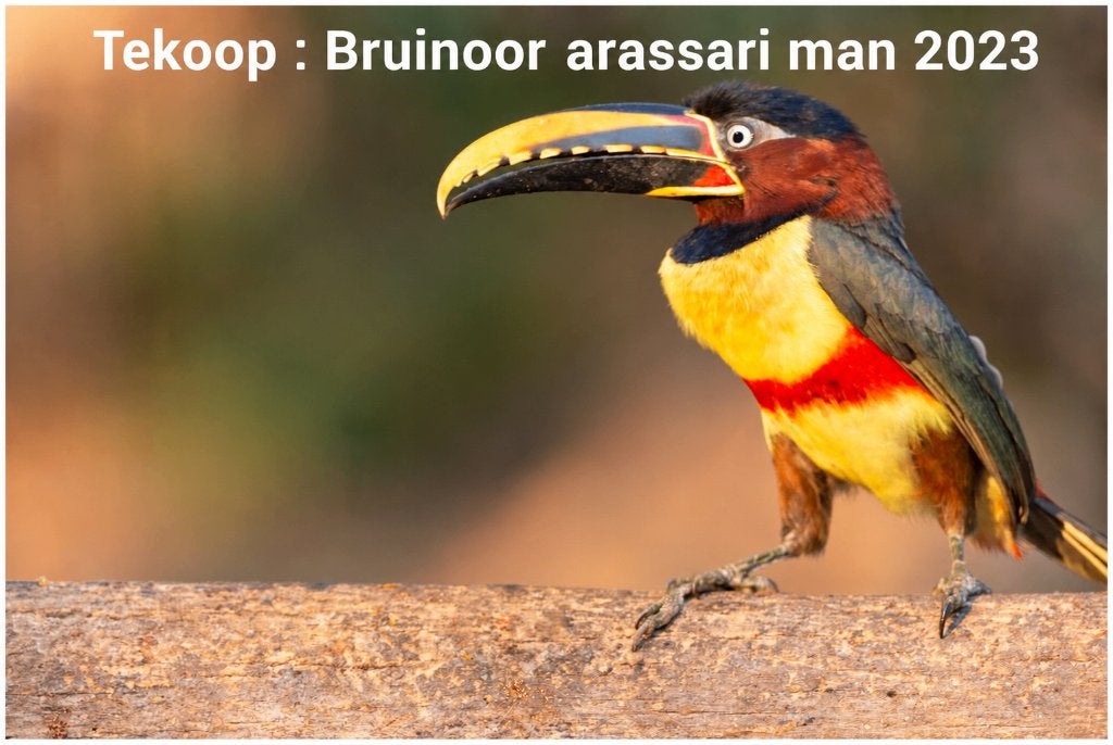 Bruinoor arassari man 2023, Mannelijk, Papegaai, Geringd