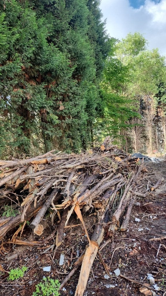 hout van dennebomen, palletten dringend op te halen GRATIS, Jardin & Terrasse, Bois de chauffage, Enlèvement, Troncs d'arbres