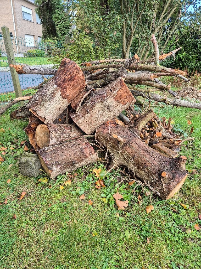 brandhout, Tuin en Terras, 3 tot 6 m³, Ophalen, Overige houtsoorten, Stammen