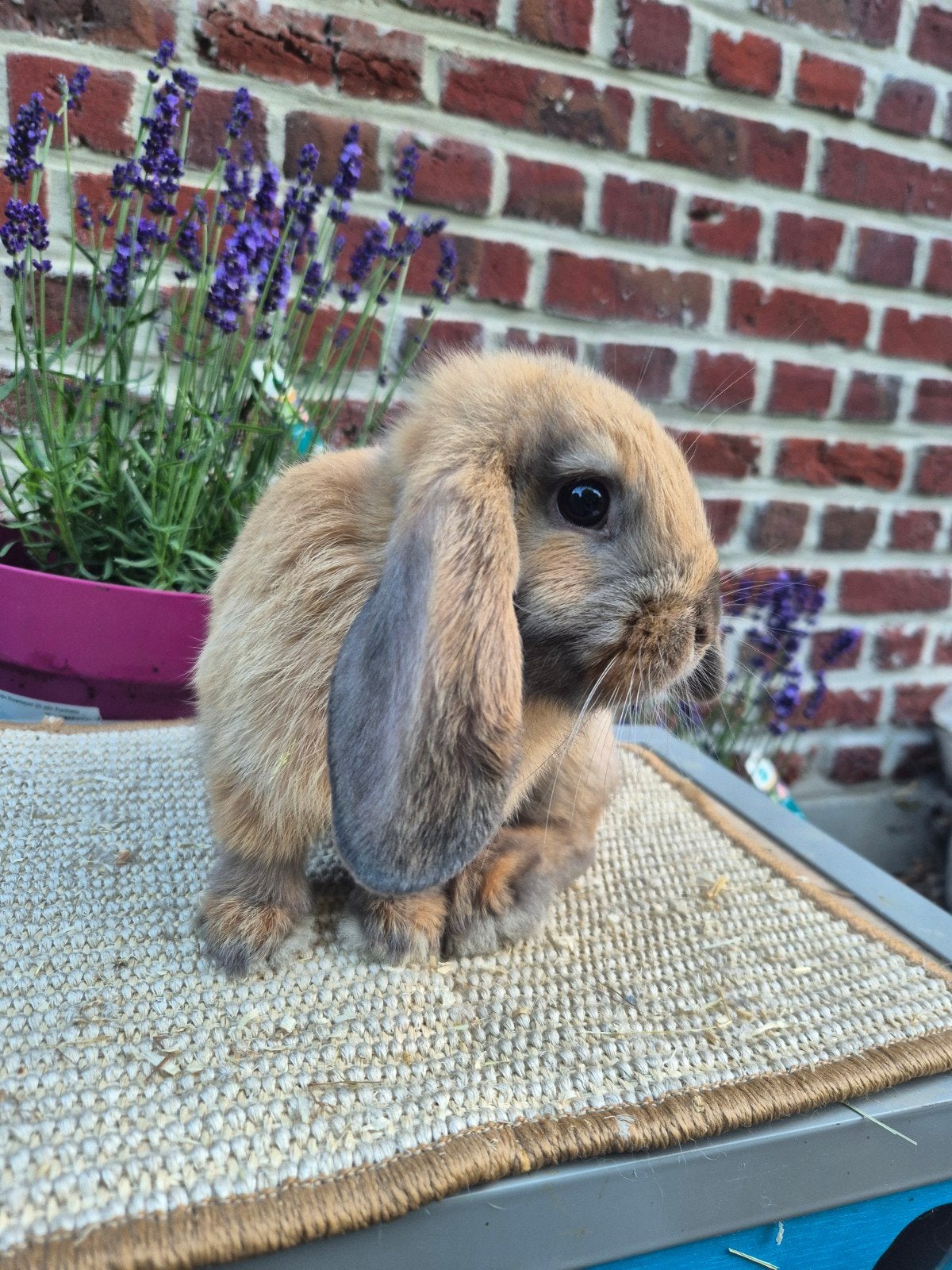 Nederlandse hangoordwerg ram, Animaux & Accessoires, Lapins