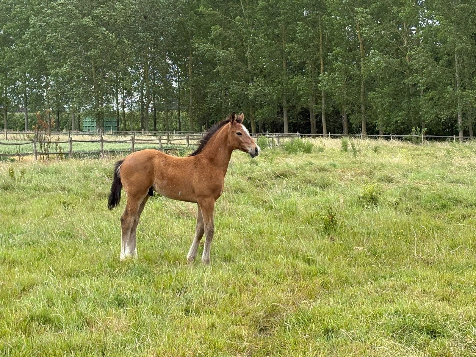 Veelbelovend springveulen uit internationale sportstam, Dieren en Toebehoren, Paarden, Hengst, Onbeleerd, 165 tot 170 cm, 0 tot 2 jaar