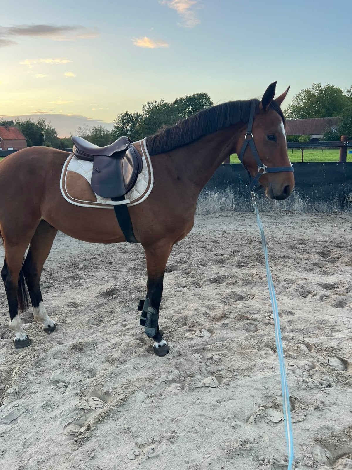 E pony farfelu de muze, Dieren en Toebehoren, E pony (1.48m - 1.57m), Met stamboom, Ruin, Springpony