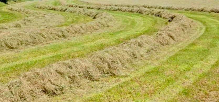 Kwalitatieve ronde en vierkante hooibalen - afhalen/leveren, Dieren en Toebehoren, Ophalen