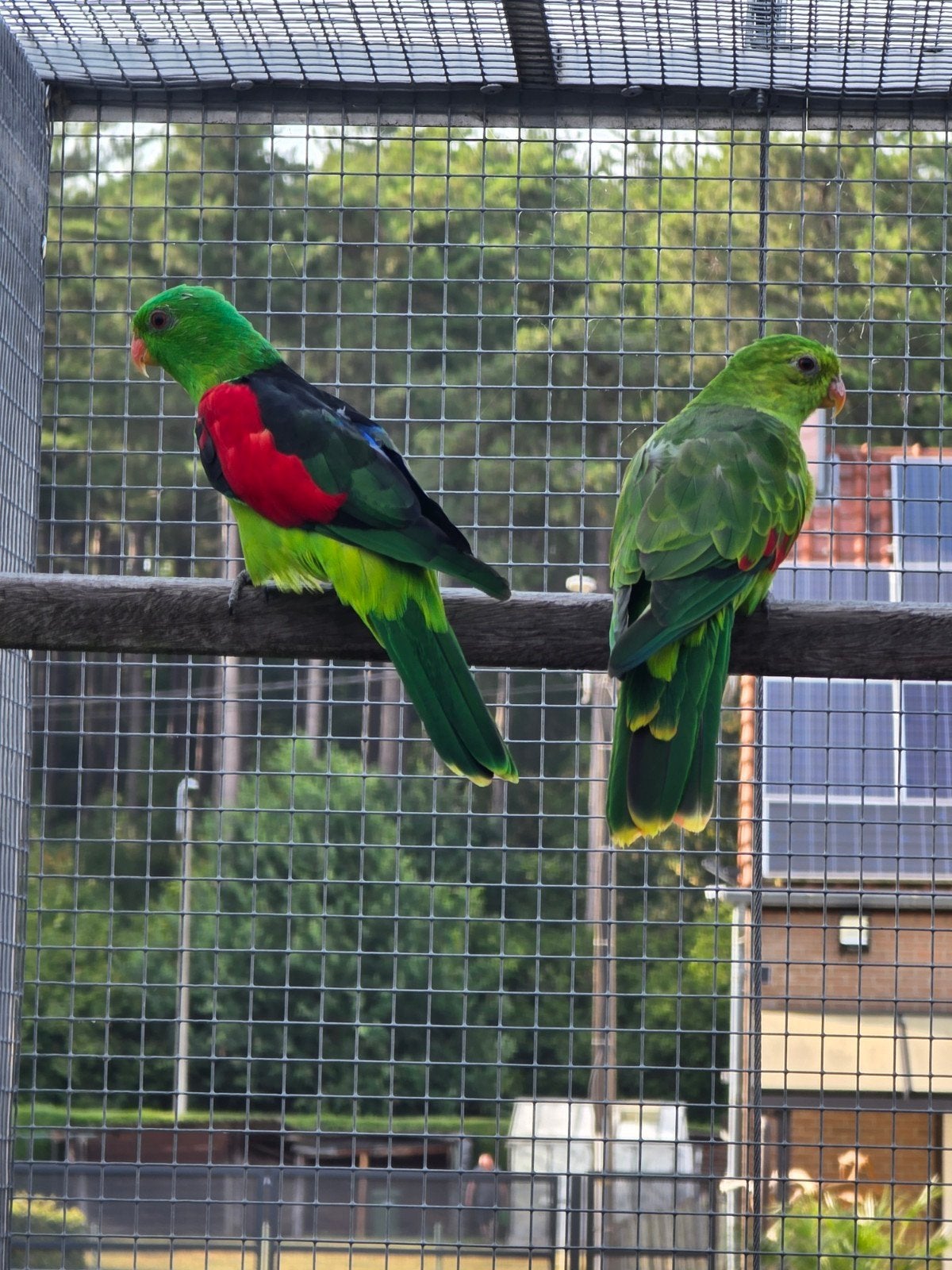 Couple reproducteur éprouvé Bloodwing/Red Wing 2022, Animaux & Accessoires, Oiseaux | Perruches & Perroquets, Perruche, Bagué