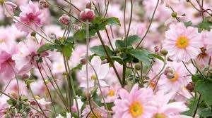 Anemone Koningin Charlotte in PROMO, Enlèvement, Mi-ombre
