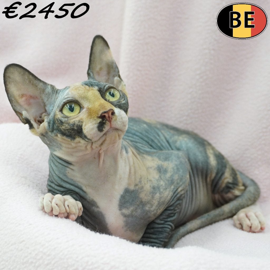 Chaton Sphynx - adorable femelle à vendre, Chatte ou Chat, Avec puce électronique, 0 à 2 ans