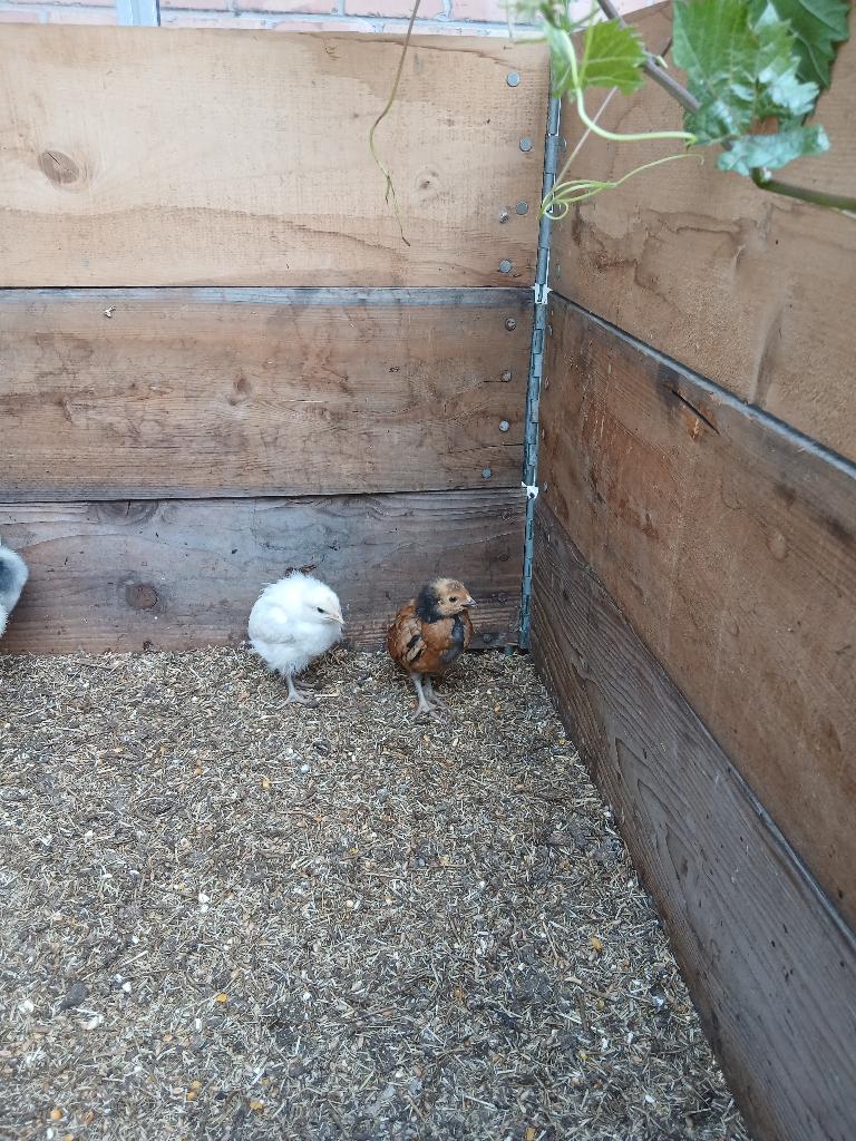 poussins, Animaux & Accessoires, Volatiles, Sexe inconnu, Poule ou poulet