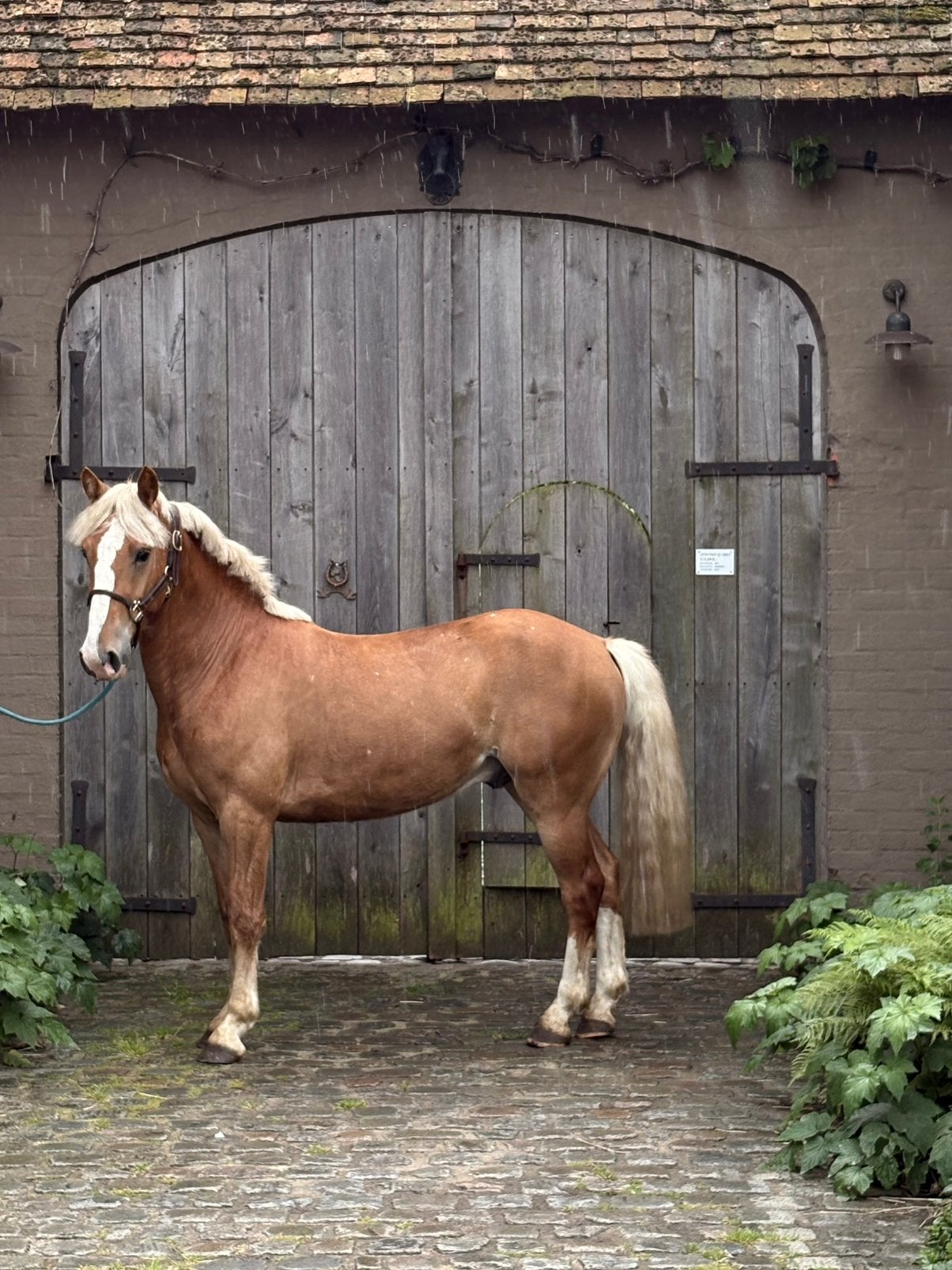 Prachtige 4y ruin te koop, Dieren en Toebehoren, Ruin, Zadelmak
