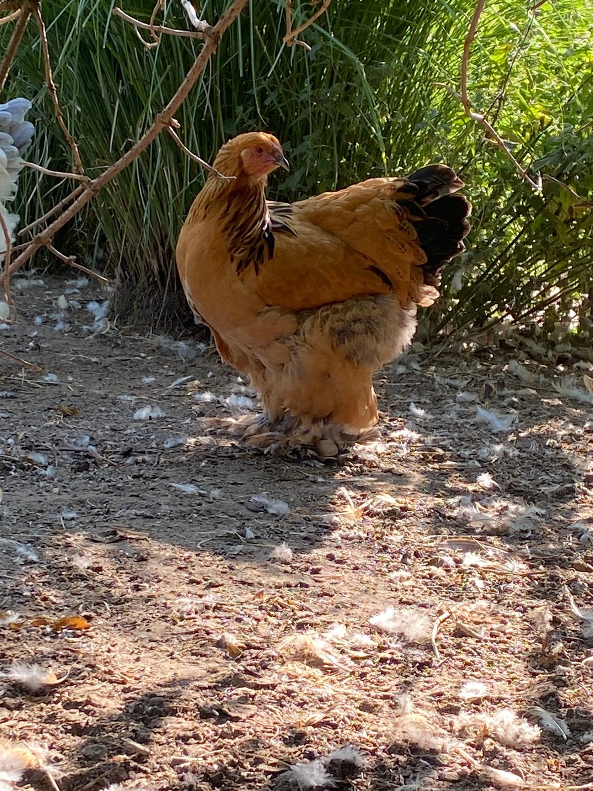 Brahma hennen, Dieren en Toebehoren, Pluimvee, Vrouwelijk, Kip