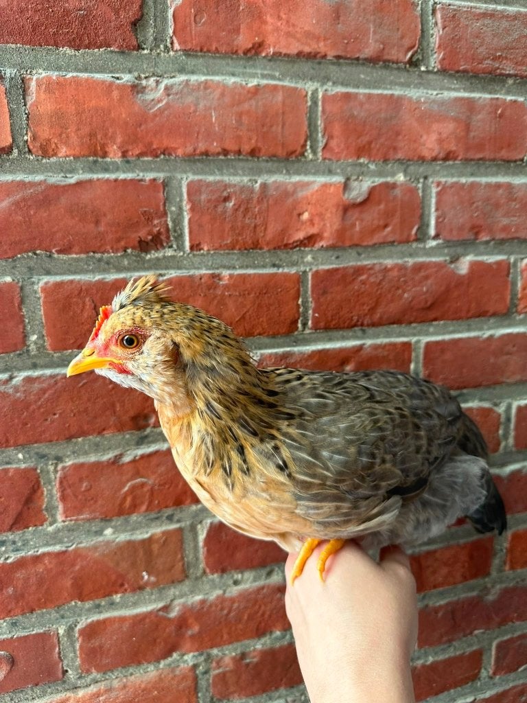 Sierhaantje zoekt een warme thuis, Mannelijk, Kip
