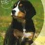 Basisgids hondenverzorging Honden fokken Esther Verhoef, Livres, Animaux & Animaux domestiques, Comme neuf, Chiens, Enlèvement ou Envoi