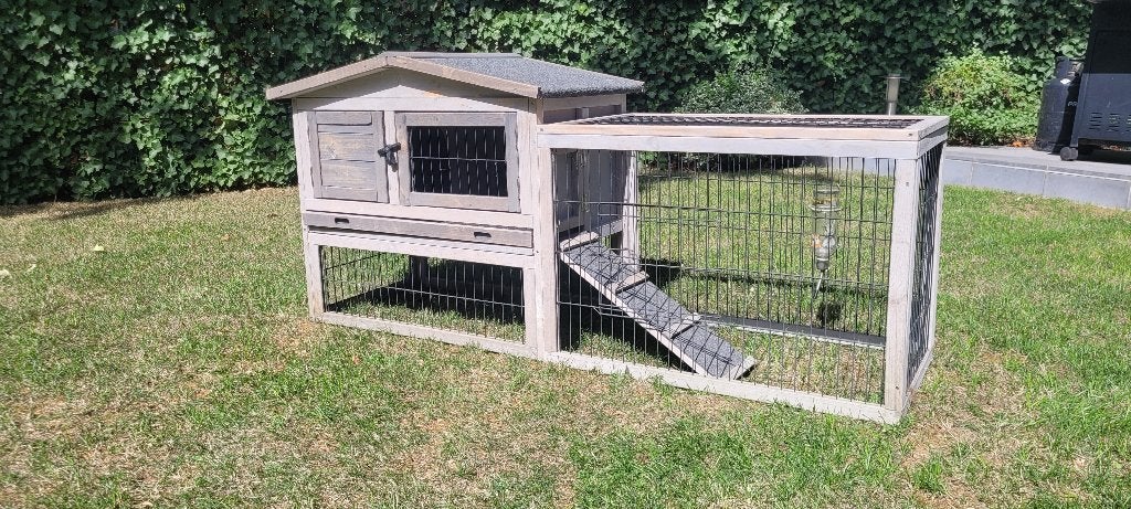 Lapins - cobaye à l'extérieur de la cage, Niche, Cobaye, Moins de 60 cm, Enlèvement