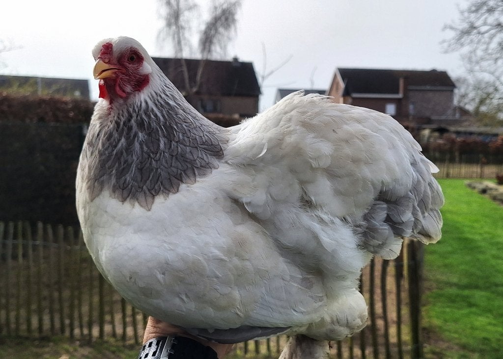 Brahma kriel wit - zwart colombia, Kip