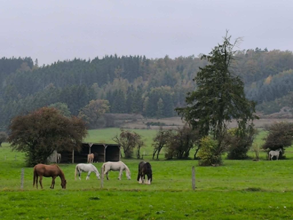 Pension pour chevaux, Pâturage, 4 chevaux ou poneys ou plus