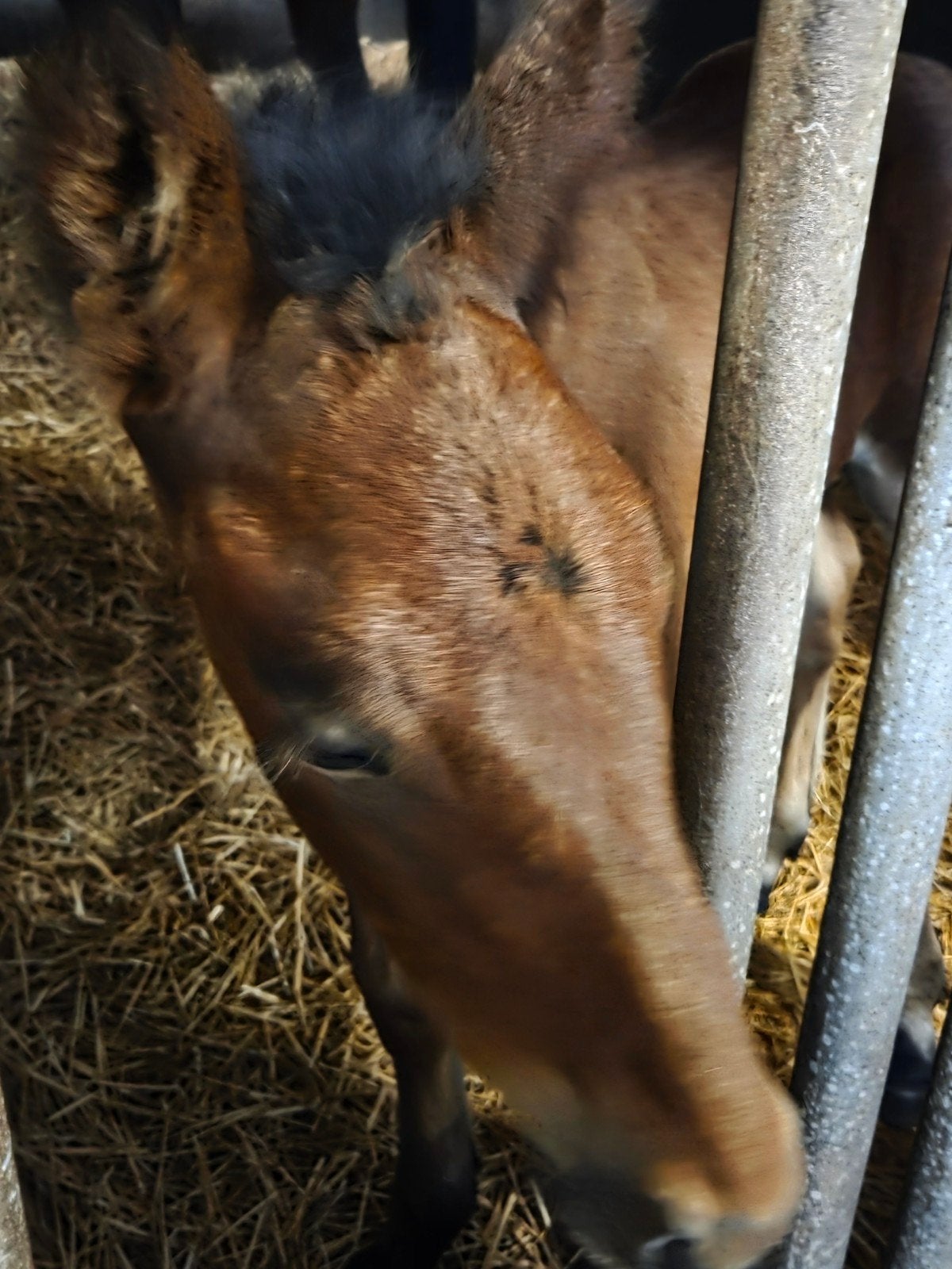 Veulen ( knol ) hengst te koop, geboren 17/4/26., Dieren en Toebehoren, Paarden, Hengst, Gechipt