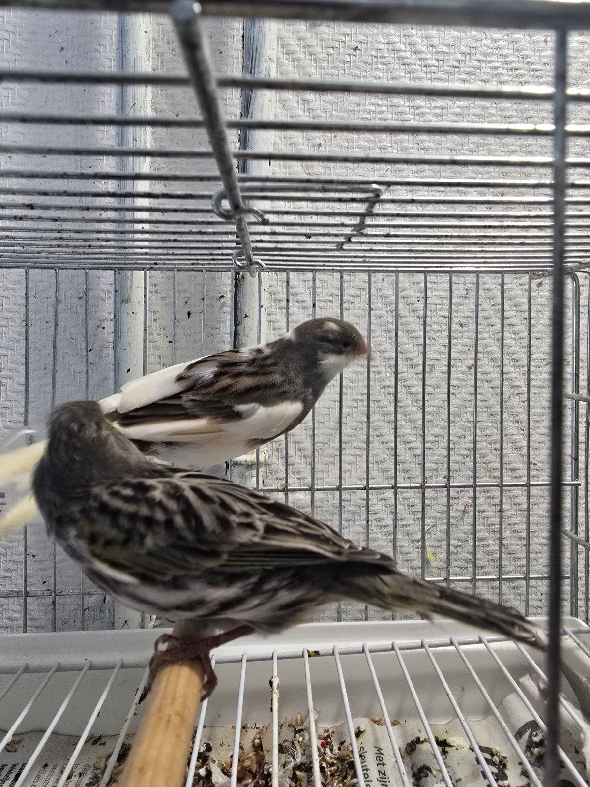 Couple canari 35€, Animaux & Accessoires