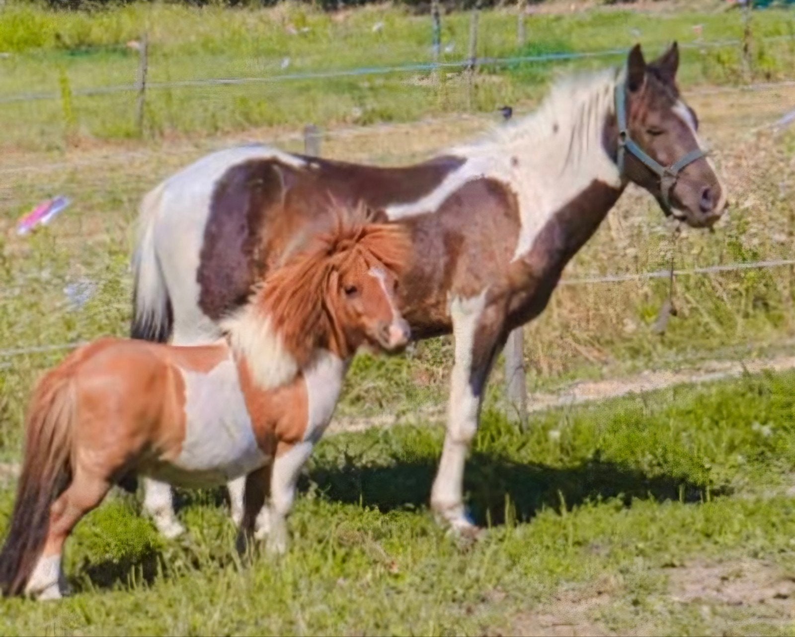 shetlander ruin 14 jaar  Kindvriendelijk, Gechipt, Ruin, Zadelmak, A pony (tot 1.17m)