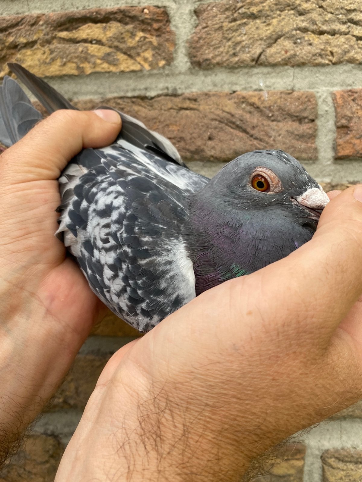 Coq Arendonk des frères Janssens, Mâle, Pigeon voyageur