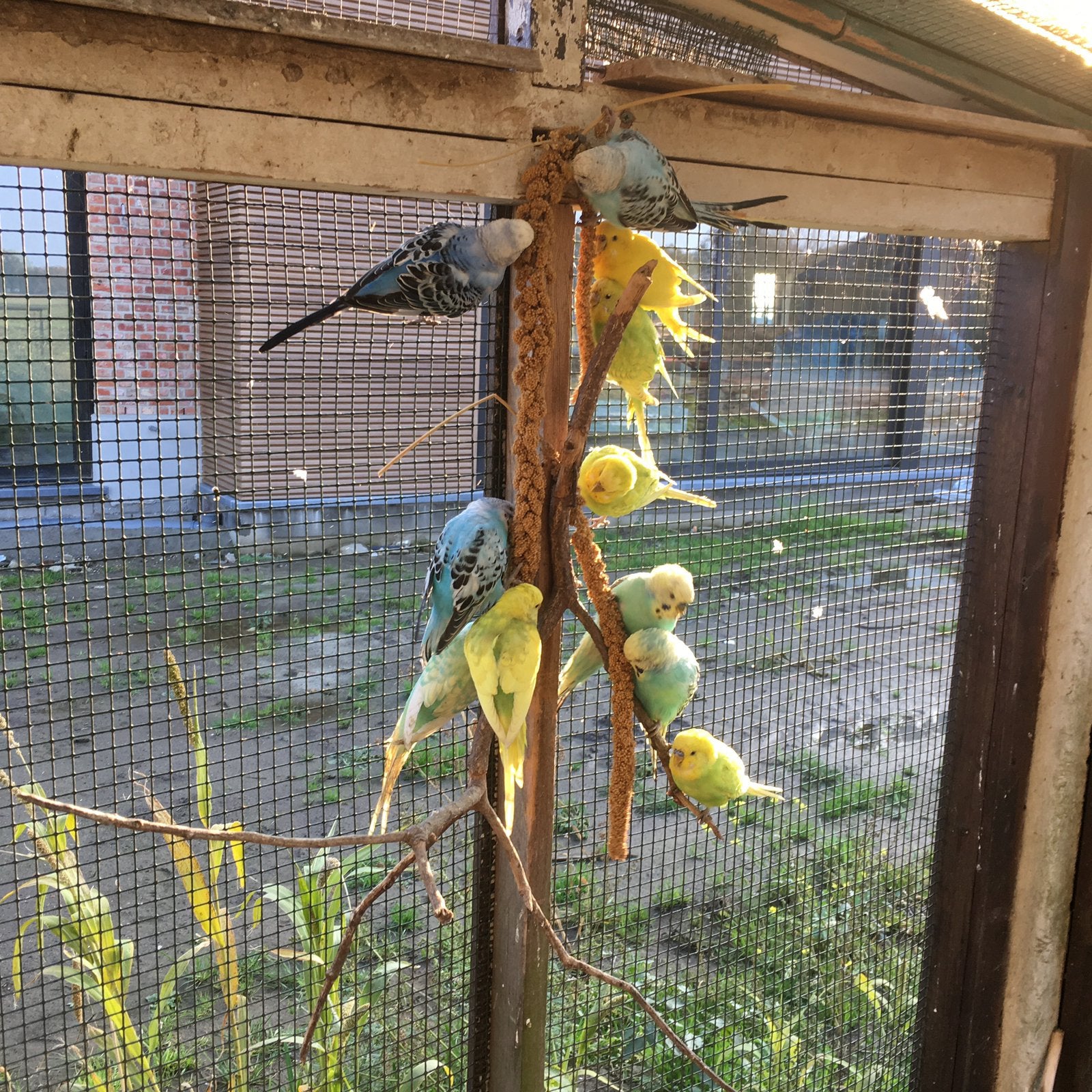 Parkieten, Plusieurs animaux, Perruche
