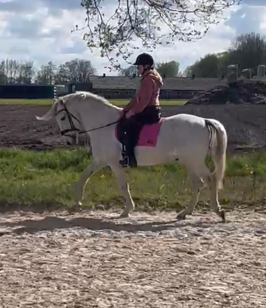 Lieve Spaanse ruin zoekt fijne thuis, Hongre