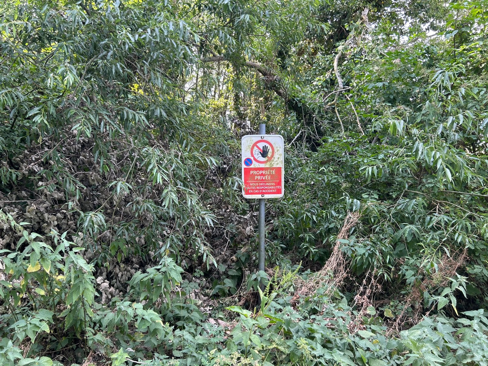 Terrain dit boisé façade environ 80 mètres