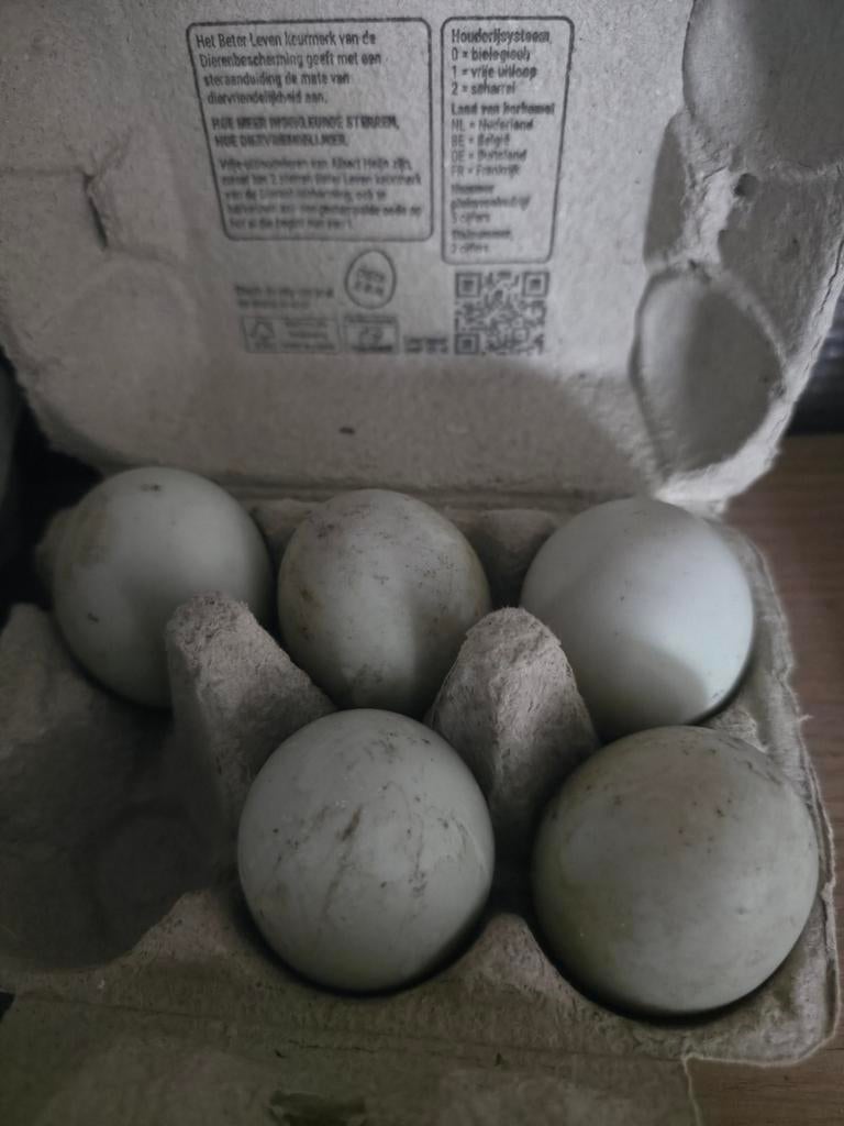 Indische loopeenden broedeieren, Dieren en Toebehoren, Geslacht onbekend, Eend