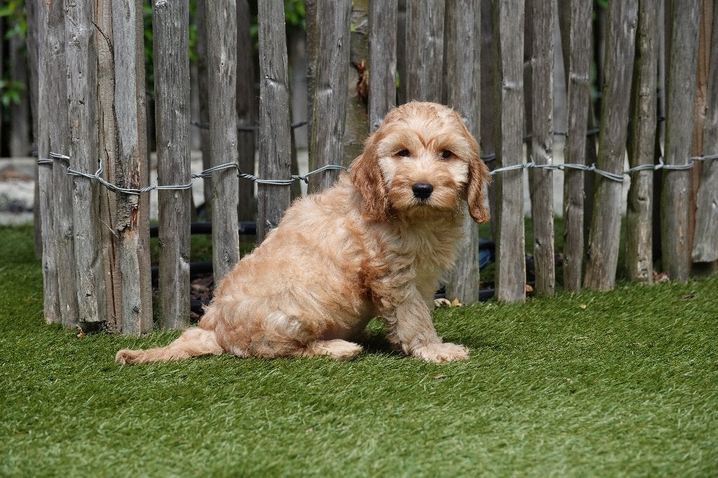 Prachtige Cockapoo pups (abrikoos, sable & zwart), België, Overige rassen, 8 tot 15 weken, Meerdere
