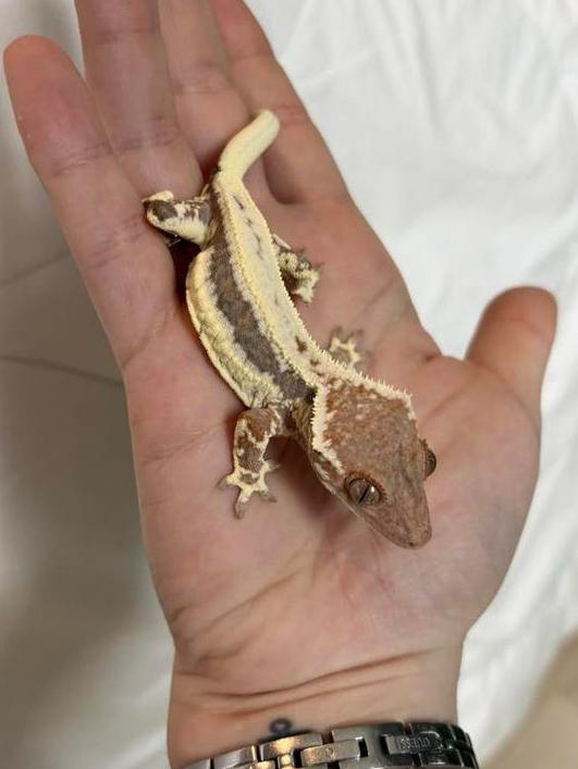 Wimpergekko Frappuccino 0.1 vrouw, Dieren en Toebehoren