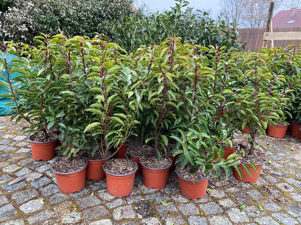 Prunus lusitanica Angustifolia, Enlèvement, Laurier