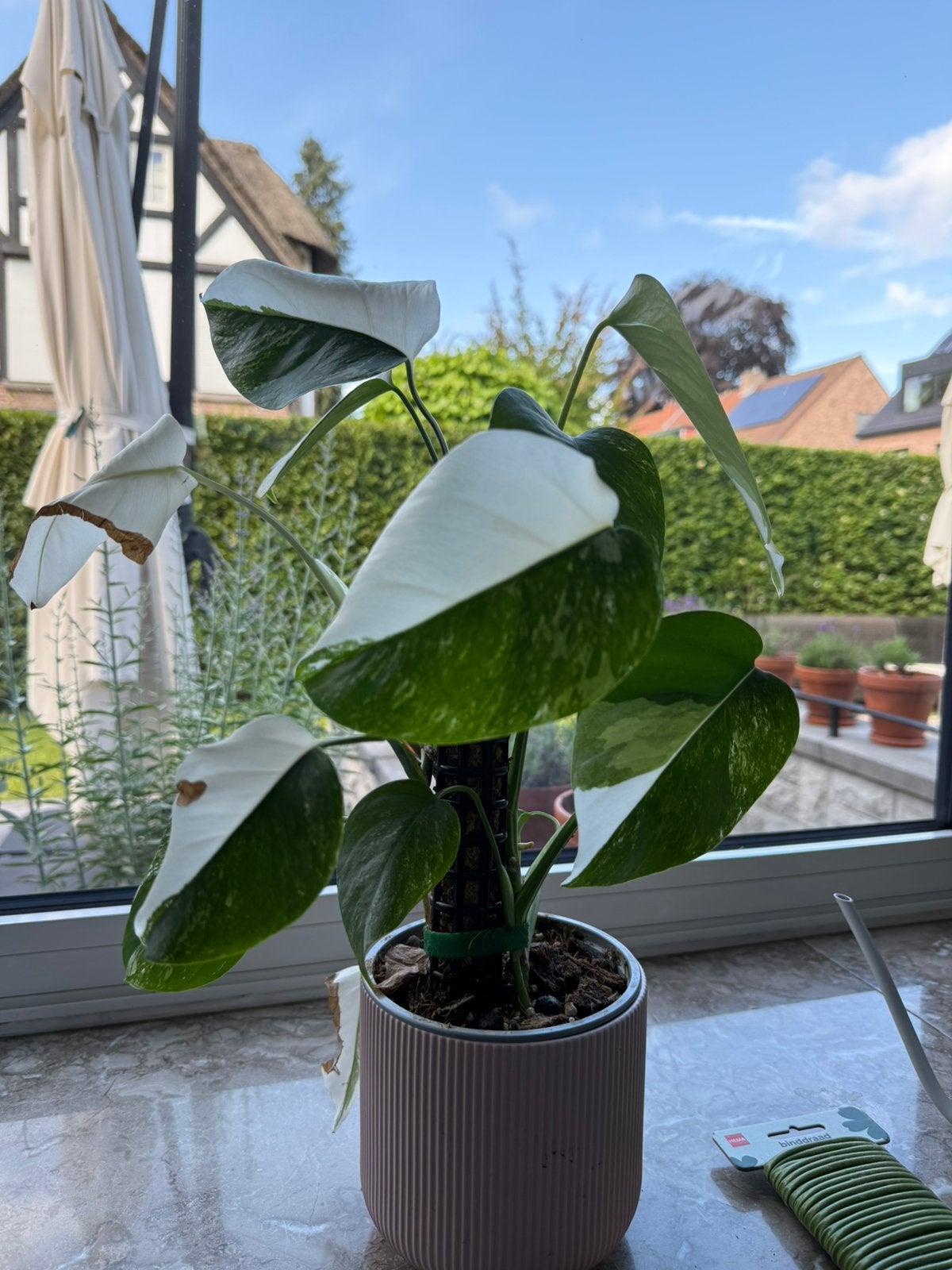 2x Monstera Albo Variegata in 1 pot - half moon, Enlèvement