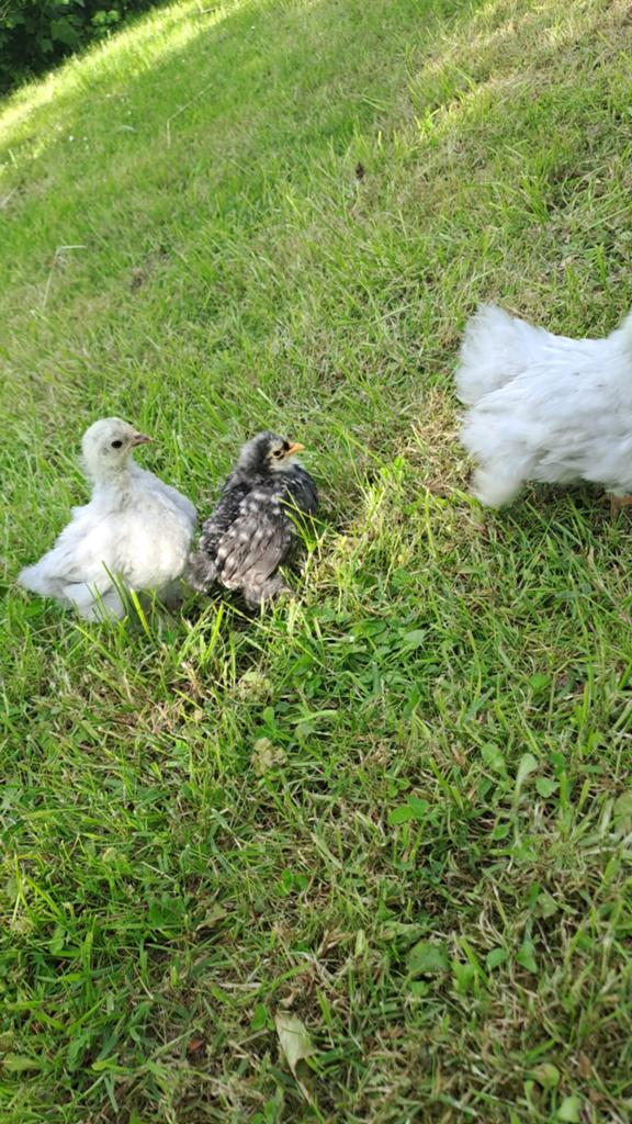 Cochin kuikens te koop, Dieren en Toebehoren, Pluimvee