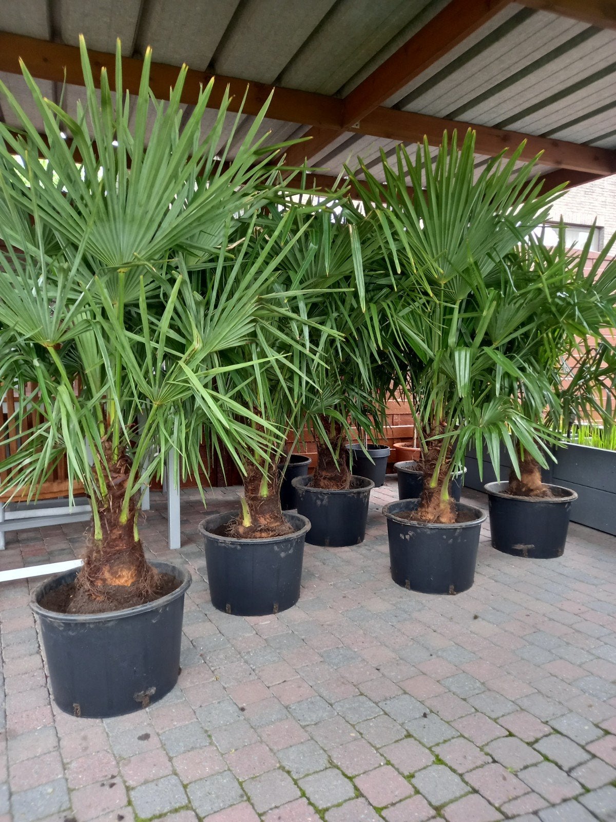 STOCKVERKOOP: wintervaste palmen, Tuin en Terras, Ophalen