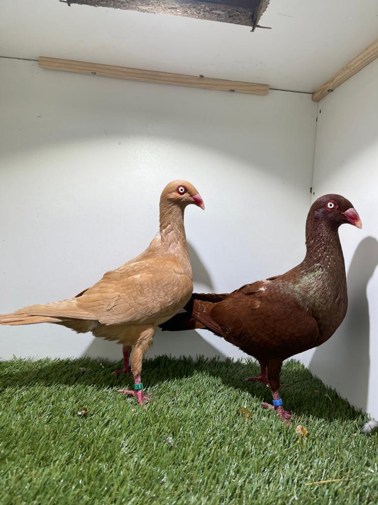 Sierduiven. Deense tuimelaars, Dieren en Toebehoren
