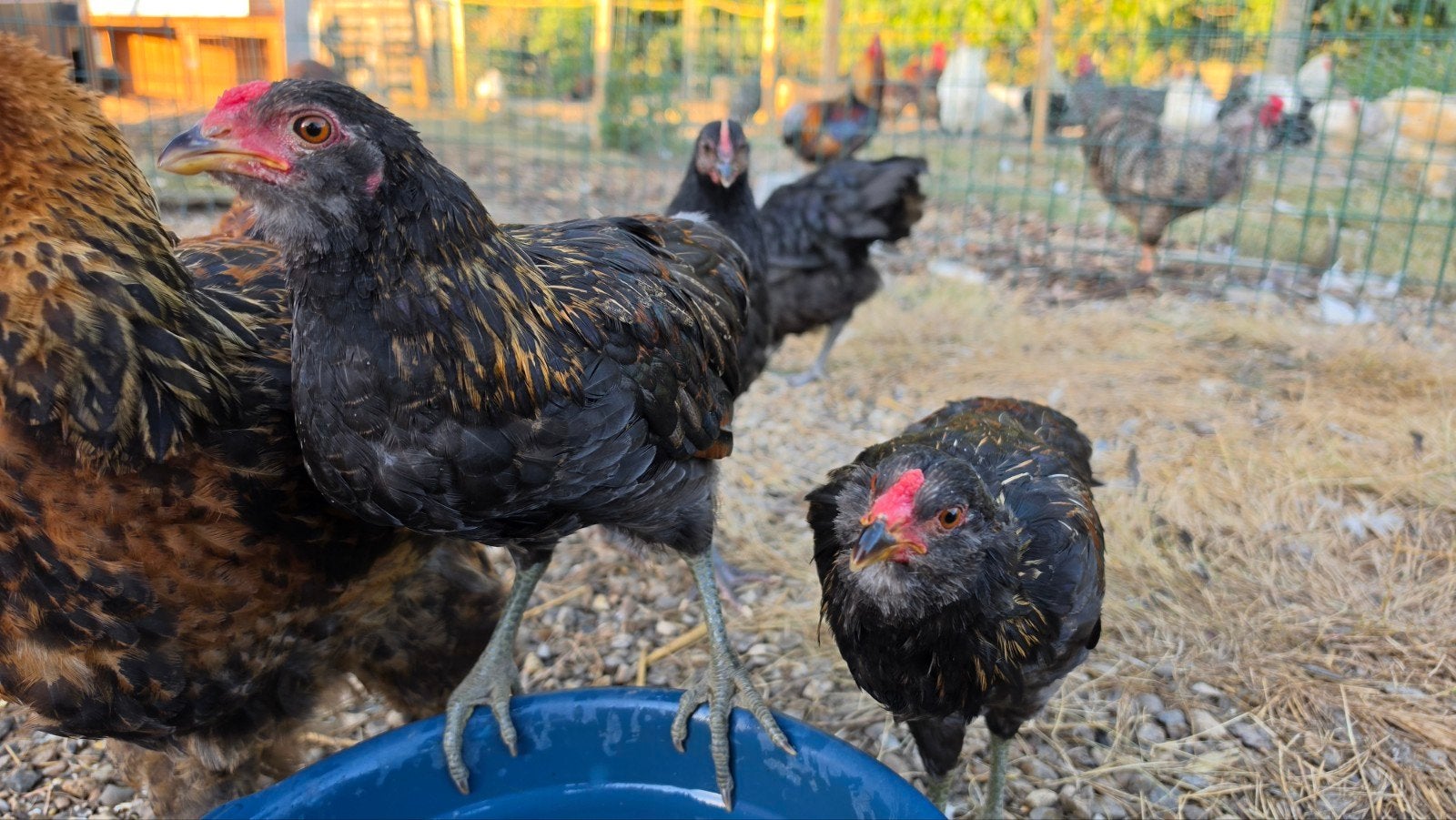 Raszuivere Araucana bolstaart met oortoefjes