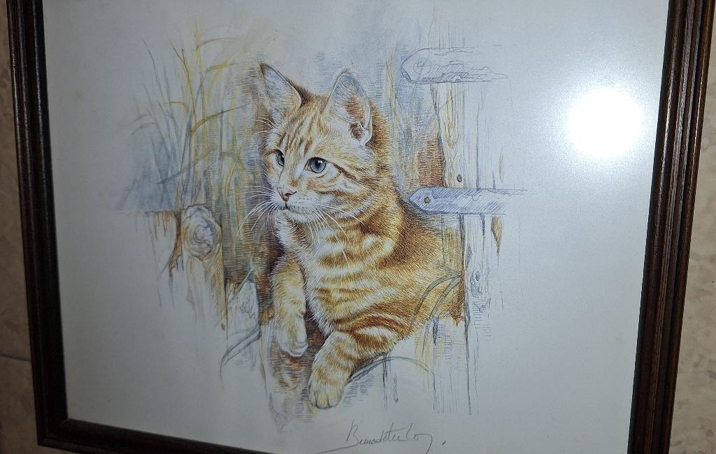 Set 5 kaders met Kat poes hond Lassie paard vogel reiger, Ophalen