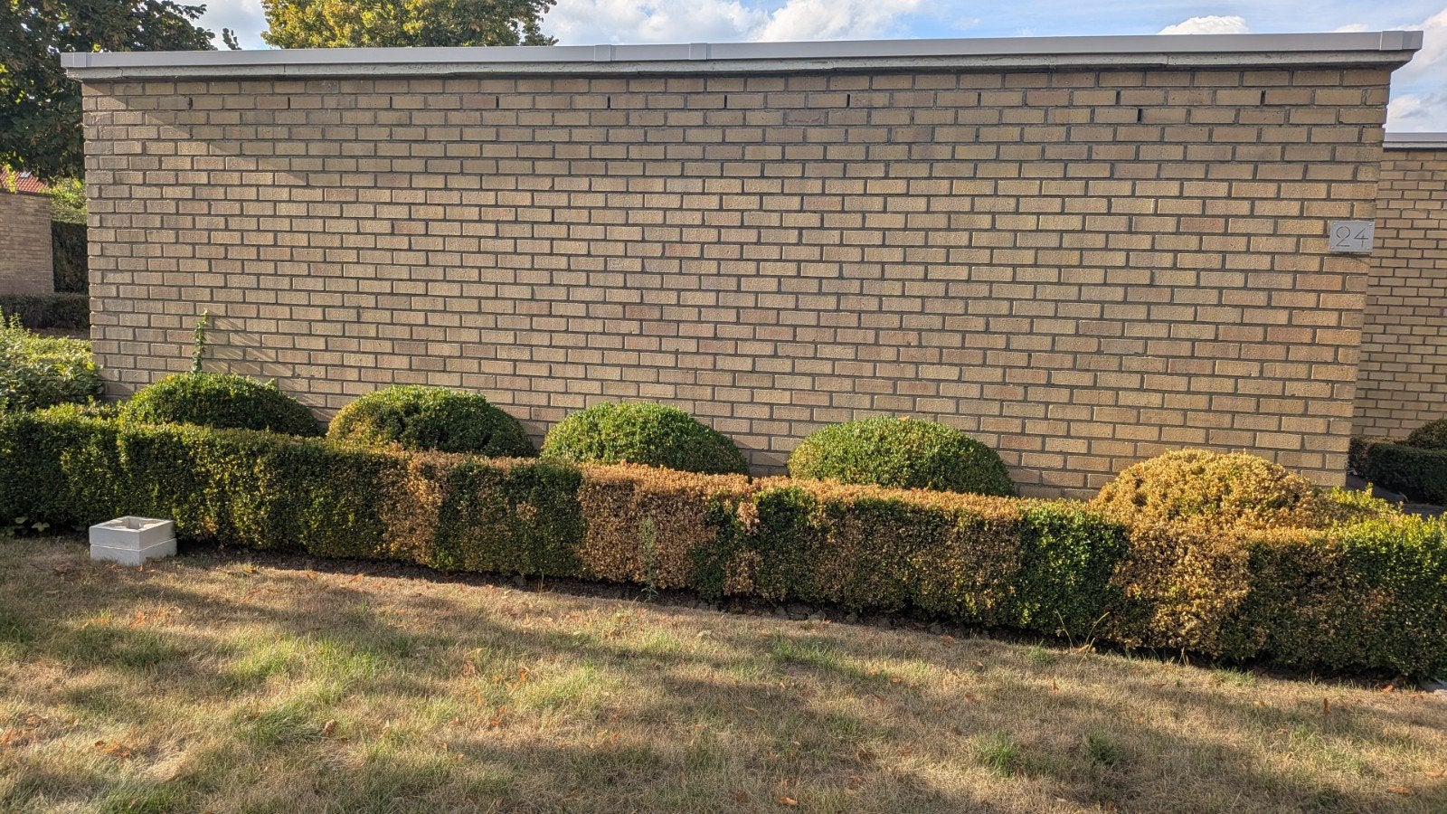 Buxussen, gratis (zelf uitgraven), Ophalen