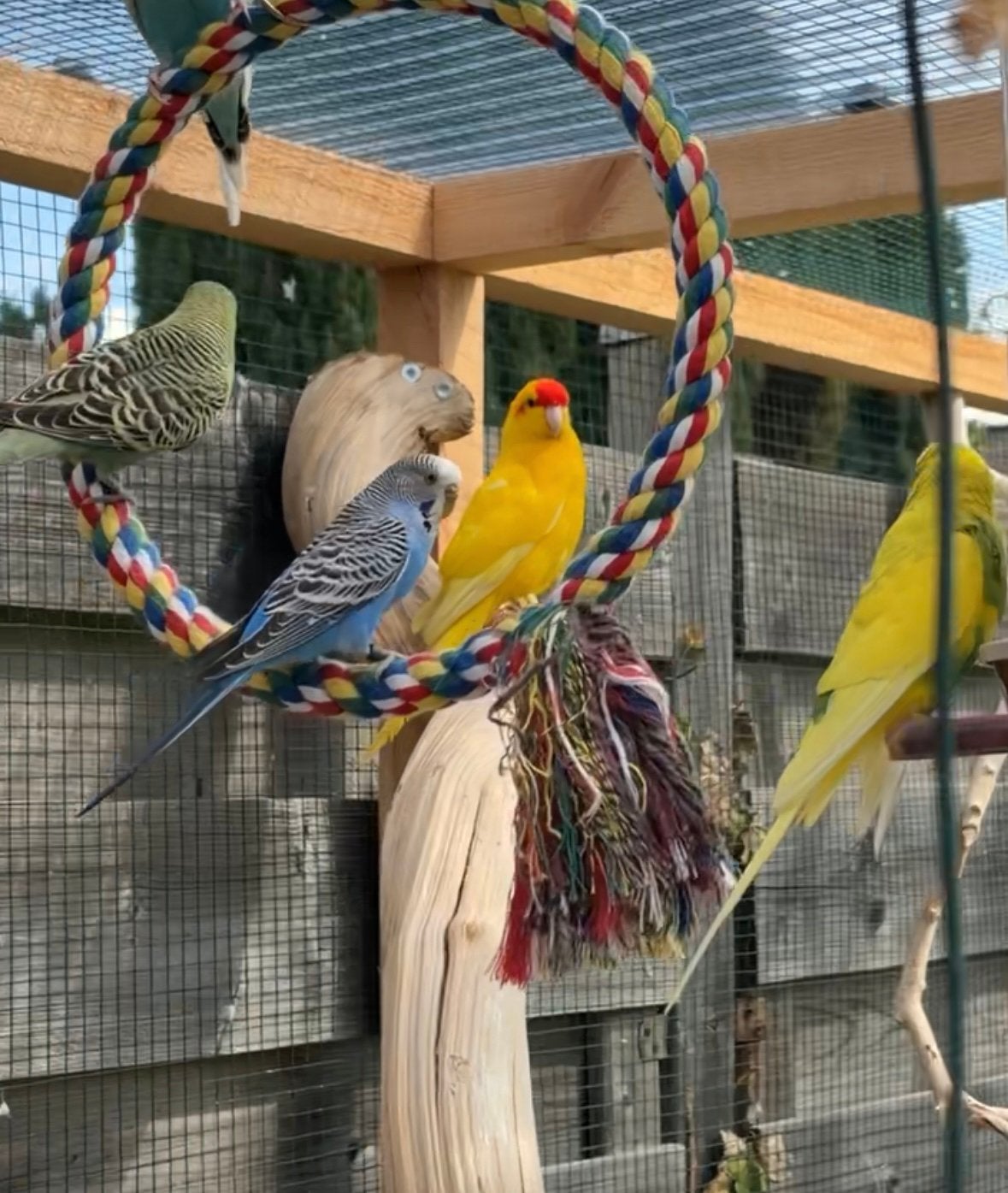 kakariki koppel, Dieren en Toebehoren