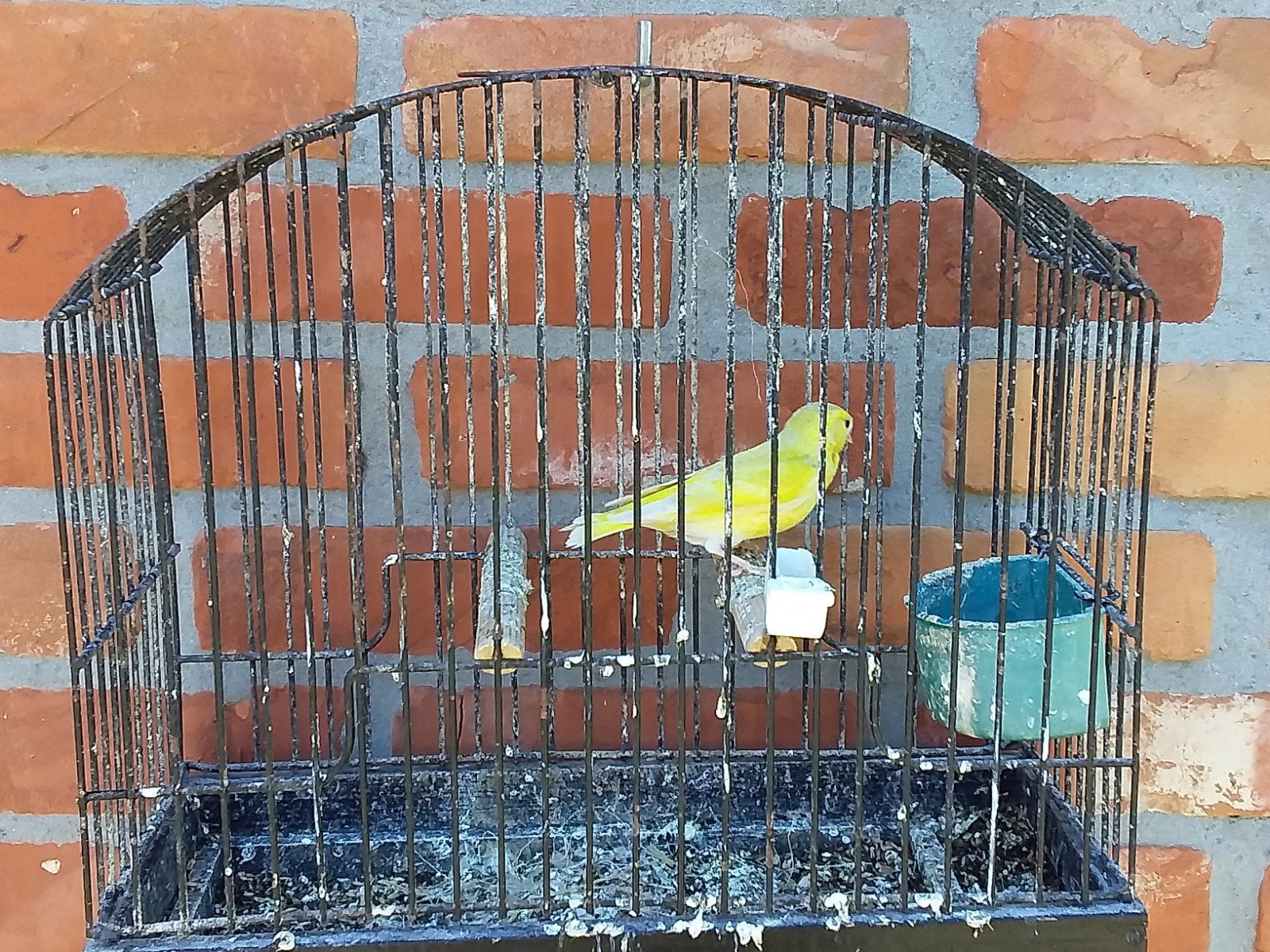 Sijs, Animaux & Accessoires, Oiseaux | Oiseaux Autre, Bagué