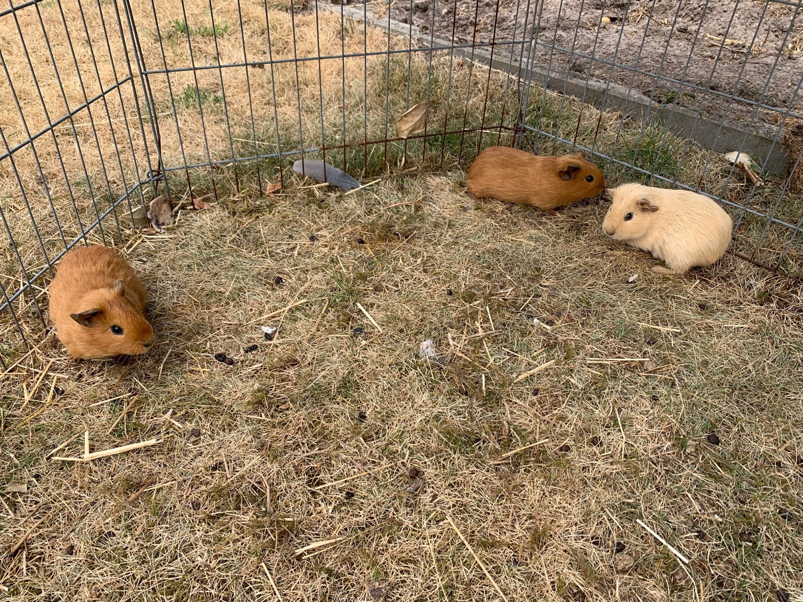 Cavia’s verschillende kleuren, Animaux & Accessoires, Rongeurs, Juin, Domestique, Plusieurs animaux, Cobaye