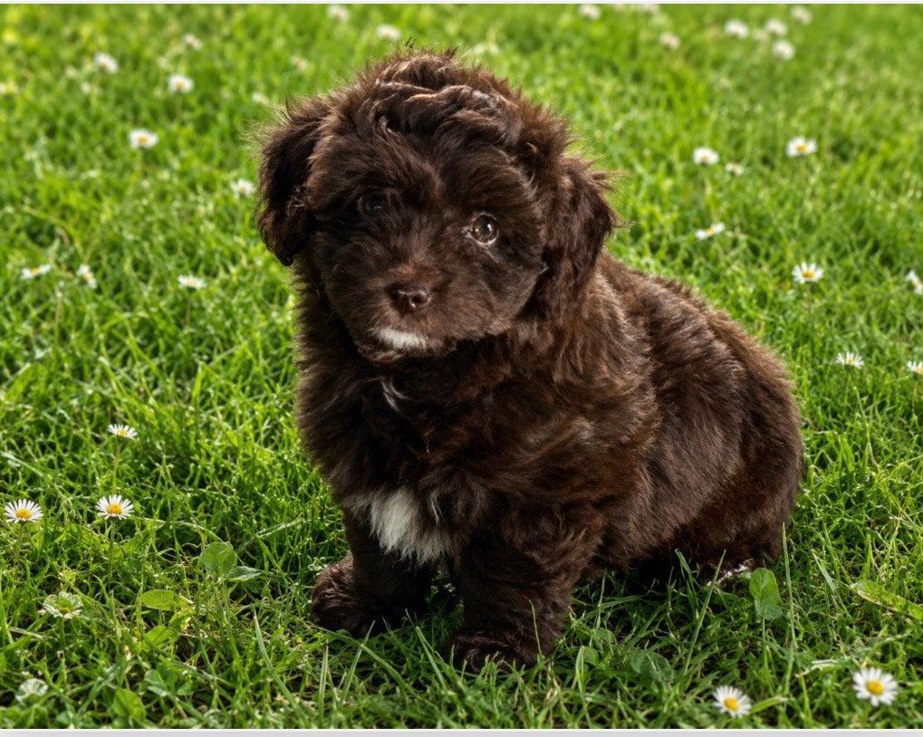 Toy australian doodle teefjes, Caniche, Chienne, Belgique, Plusieurs
