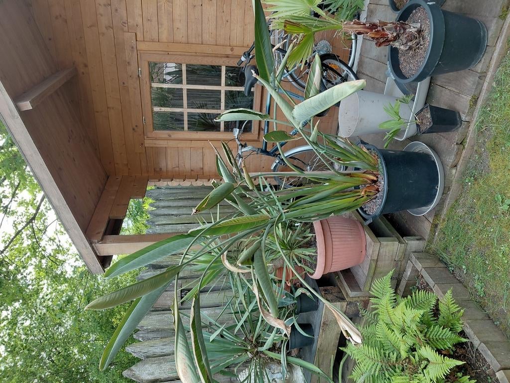 Strezilia  Reginea, Jardin & Terrasse, Abris de jardin, Enlèvement