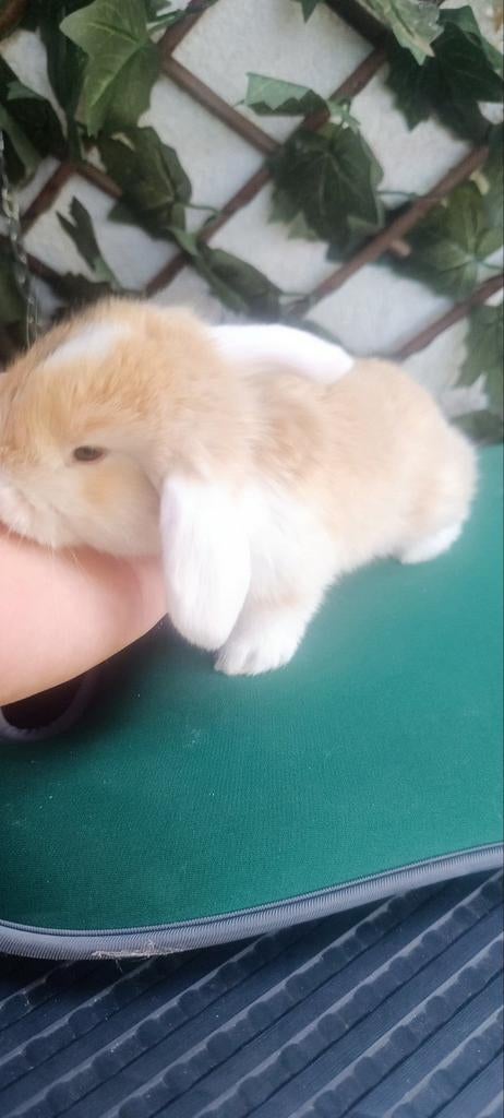Bébés lapins, Dieren en Toebehoren, Vermiste en Gevonden Dieren