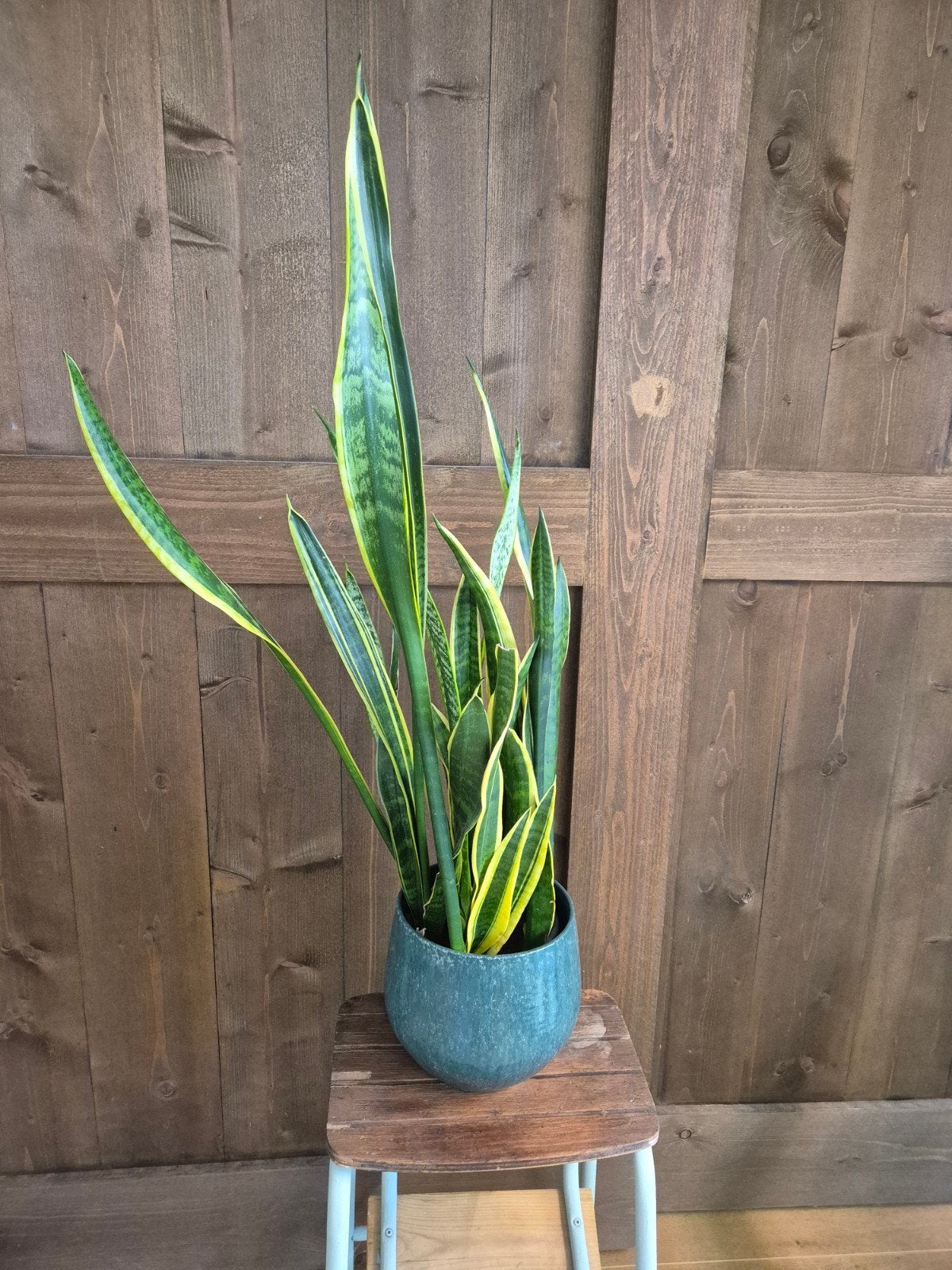 grote sanseveria, Ophalen