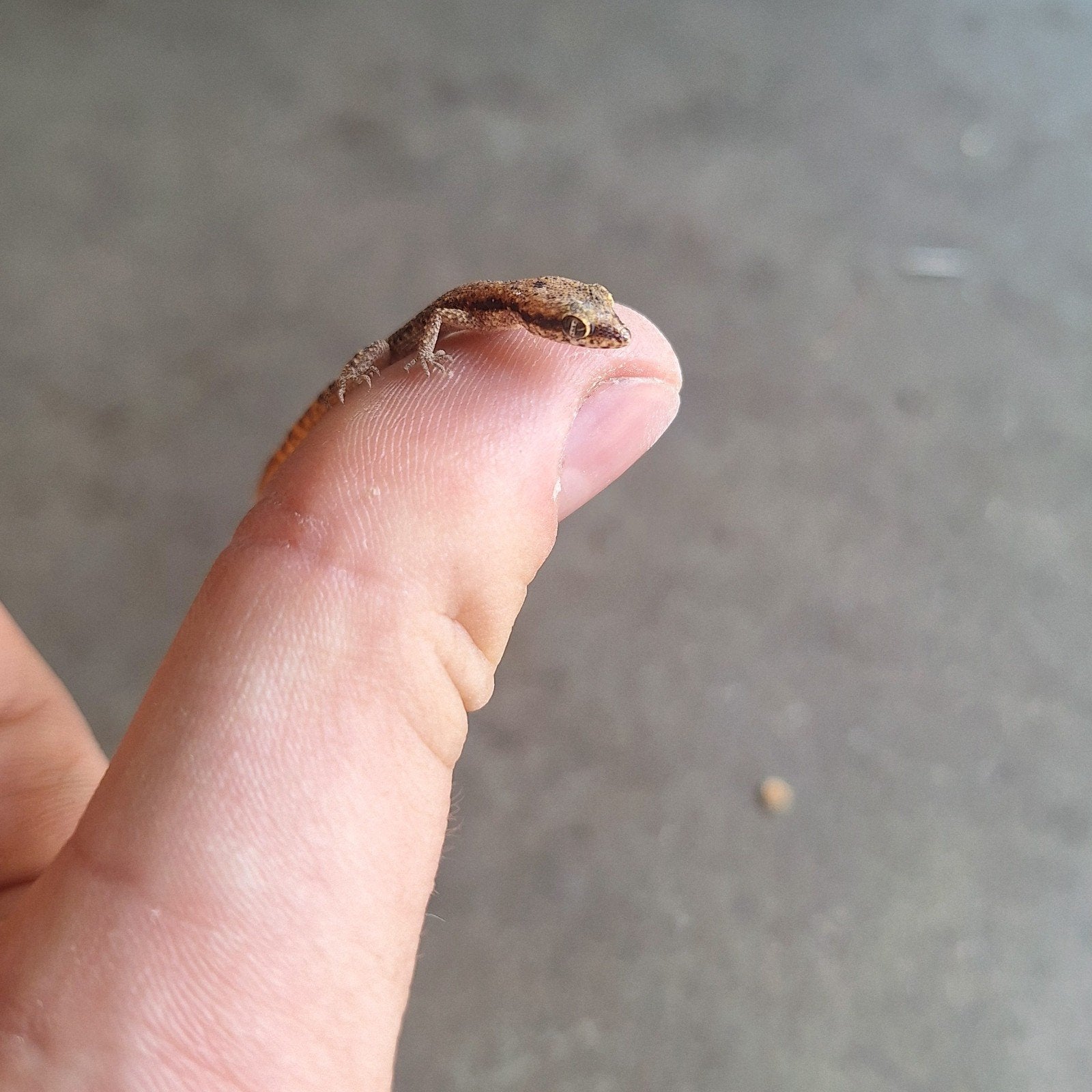 Dwerggekko's, Animaux & Accessoires, Reptiles & Amphibiens, Avec terrarium